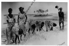 Sri-Lanka-Rice-Fields