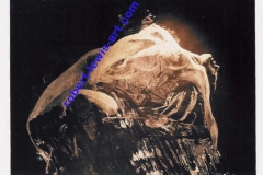 Tree-Stump-Print-Nymph-at-Waterfall